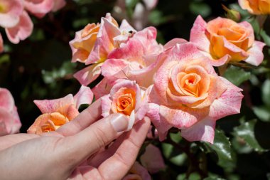 Elindeki güzel taze güller