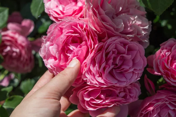 Hand holding  roses in a rose  garden — Stock Photo, Image