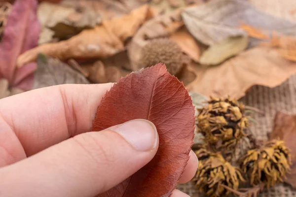 Yeşil yaprak elinde Kuru 