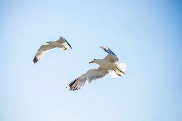 Dwa seagulls latania w niebo — Zdjęcie stockowe