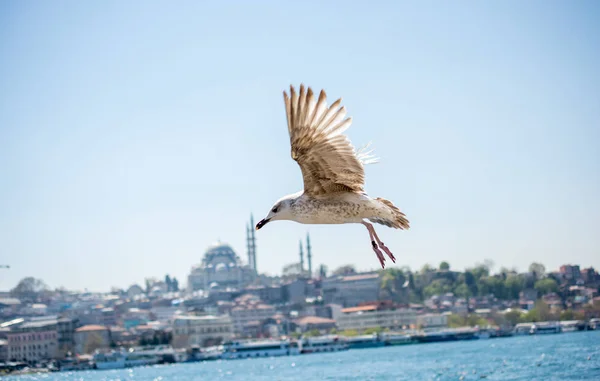 Gaivota em um céu com um fundo mesquita — Fotografia de Stock