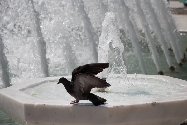 Paloma de la ciudad al lado de la fuente — Foto de Stock