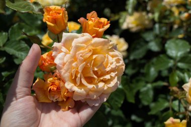 Bir gül bahçesinde gül tutan el