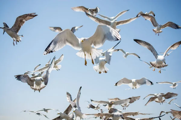 空を飛ぶカモメの群れ — ストック写真