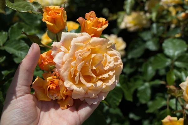 Bir gül bahçesinde gül tutan el