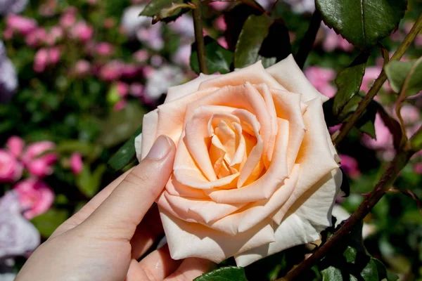 Bir gül bahçesinde gül tutan el