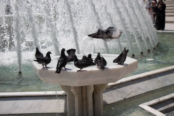 Palomas de la ciudad al lado de la fuente — Foto de Stock