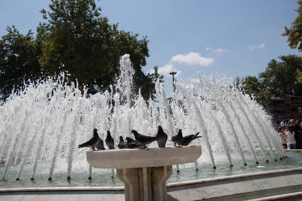 Palomas de la ciudad al lado de la fuente — Foto de Stock