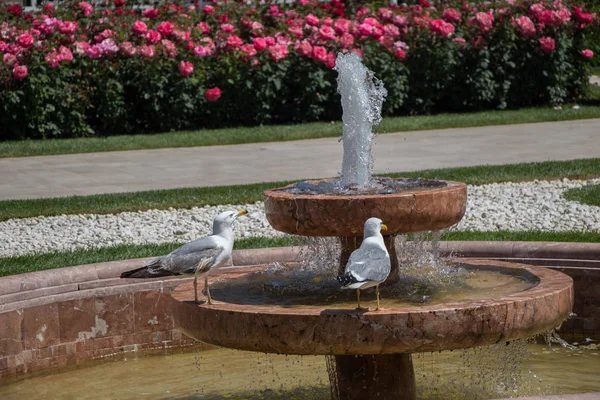 Gaviotas en el parque —  Fotos de Stock