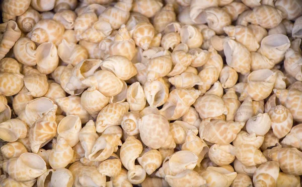 Deniz kabukları aynı tür toplanan 