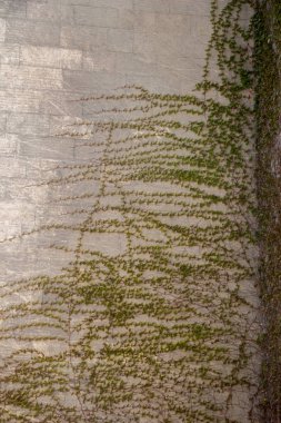 Belirli doku deseninin arka plan