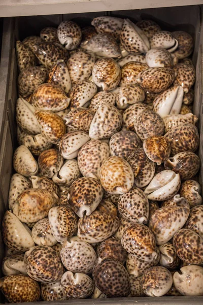 Deniz kabukları aynı tür toplanan 