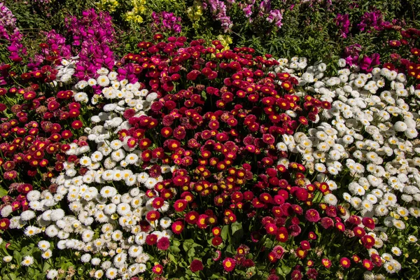 背景に花が咲く — ストック写真