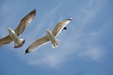 İki martı bir gökyüzünde uçan