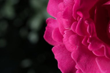 Yakından bakınca güzel taze güller.