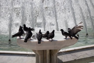 Şehir güvercinleri çeşme kenarında