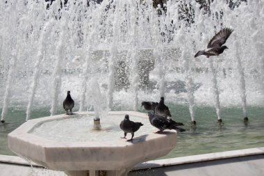 Şehir güvercinleri çeşme kenarında