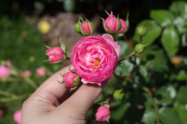 Mano sosteniendo una rosa en un jardín de rosas — Foto de Stock