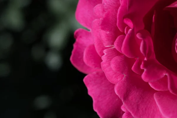 Hermosas rosas frescas en vista de cerca —  Fotos de Stock