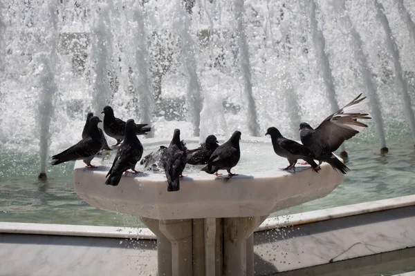 Şehir güvercinleri çeşme kenarında