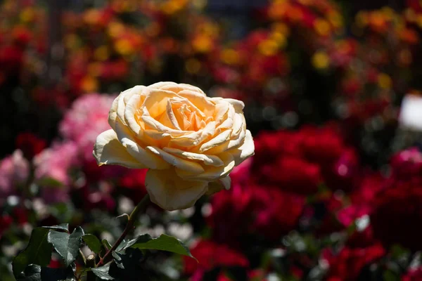 Jardin de roses avec de belles roses fraîches — Photo