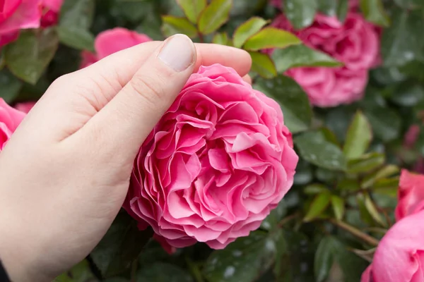 Mooie kleurrijke Rose bloem — Stockfoto