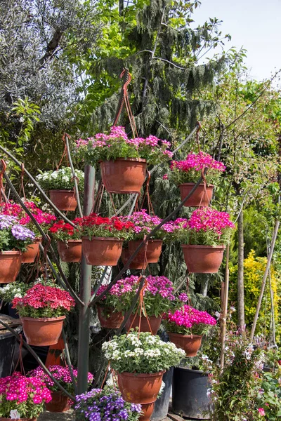 Färgglada blommor i vaser — Stockfoto