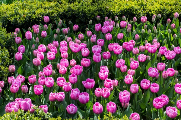 Rosa Farbe Tulpenblumen blühen — Stockfoto