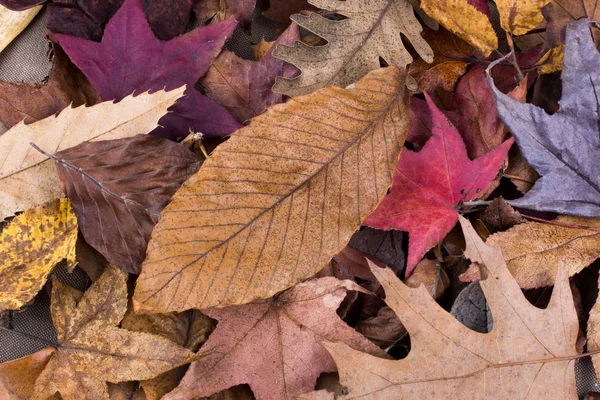 Foglie secche come sfondo autunnale — Foto Stock