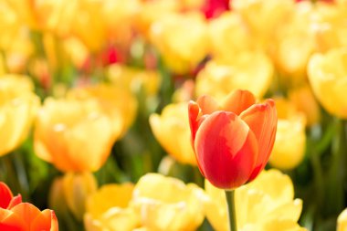 İlkbaharda açan laleler 