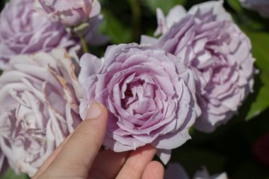 Bir gül bahçesinde gül tutan el