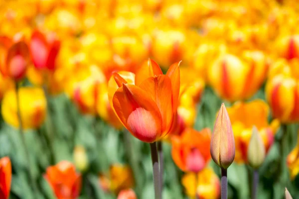 Tulipanes floreciendo en primavera — Foto de Stock