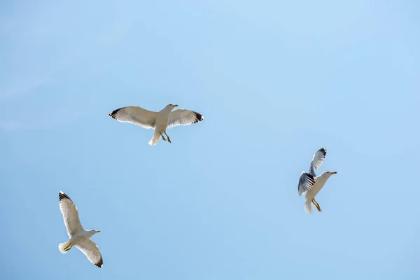 Seagulls latania w niebo — Zdjęcie stockowe