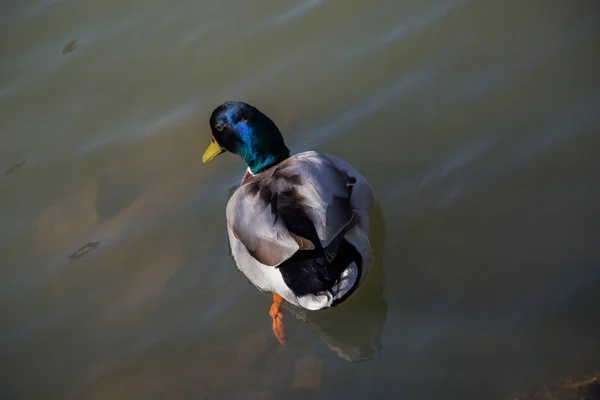 Canard sauvage au bord de l'étang — Photo