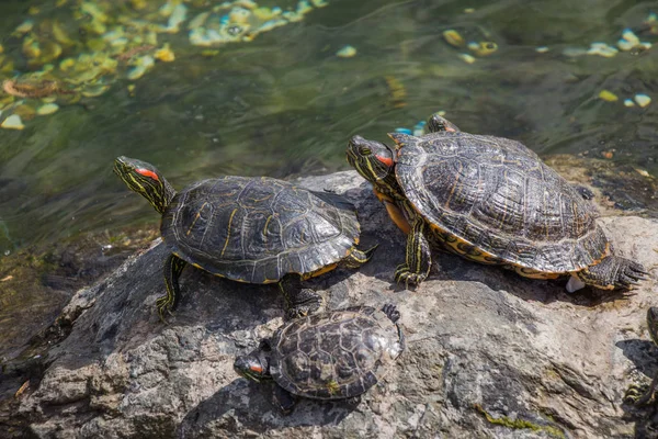 Tartarugas solitárias encontradas junto a um lago — Fotografia de Stock