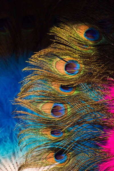 Güzel kuş tüyleri dekoratif amaçlar için