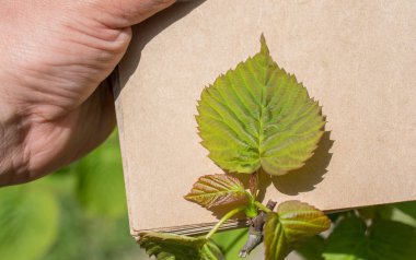 Kahverengi bir arka plan üzerinde yeşil yaprakları