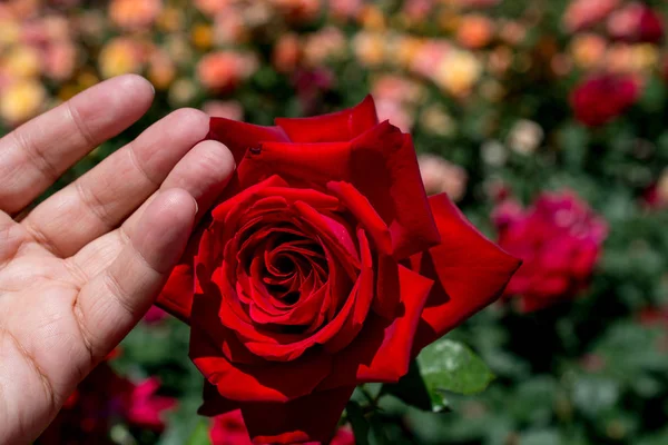 Beautiful colorful rose in close up view — Stock Photo, Image