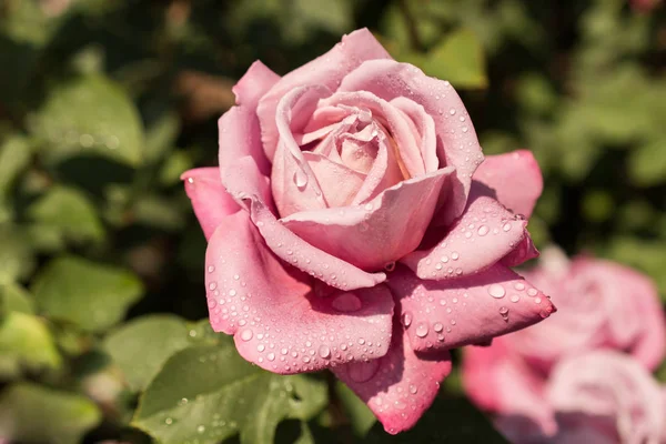 Hermosa flor rosa colorida — Foto de Stock