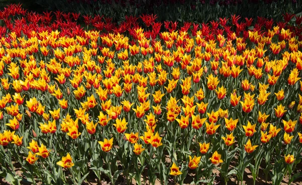 Pomarańczowy kolor kwiatów tulipanów w ogrodzie — Zdjęcie stockowe