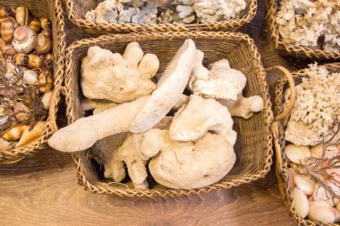 Deniz kabukları aynı tür toplanan 