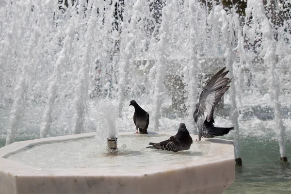 Palomas de la ciudad al lado de la fuente — Foto de Stock