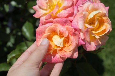 Bir gül bahçesinde gül tutan el