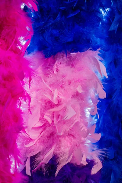 Beautiful bird feathers for decorative aims — Stock Photo, Image