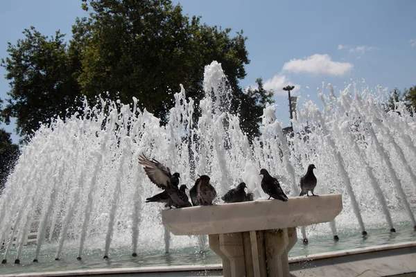 Palomas de la ciudad al lado de la fuente — Foto de Stock