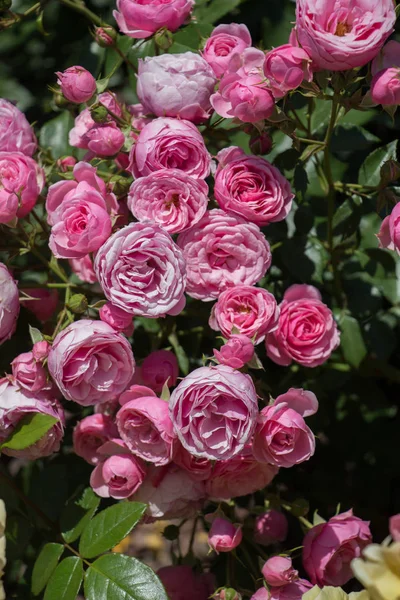 Jardín de rosas con hermosas rosas frescas —  Fotos de Stock