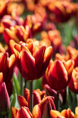 Portakal rengi Lale Çiçek bahçesinde