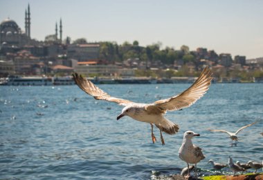 Martı Camii arka planı olan bir gökyüzünde