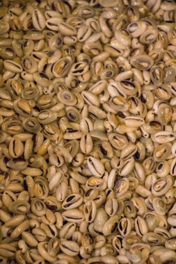 Deniz kabukları aynı tür toplanan 