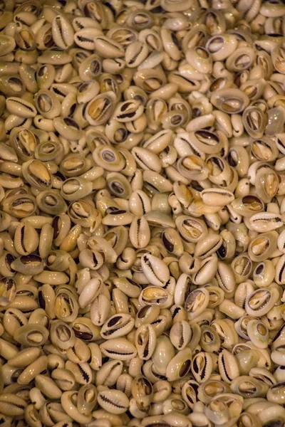 Deniz kabukları aynı tür toplanan 